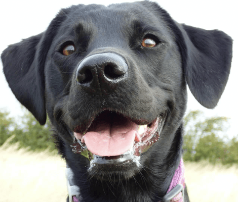 Lola The Office Dog